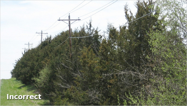 Overgrown Right Of Way Clearing